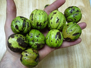 carya ovata (caryer ovale)